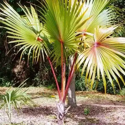 Latina rubra red